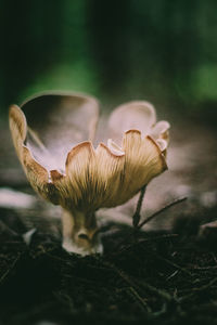 Close-up of mushroom growing on field