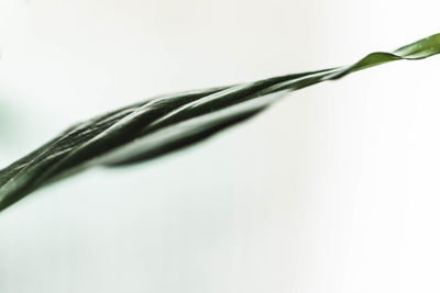 Close-up of plant against white background