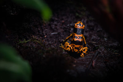 Close-up of dart frog on rock