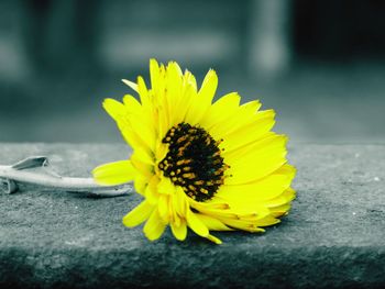 Close-up of yellow sunflower blooming outdoors