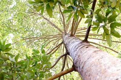 Low angle view of bamboo trees in forest