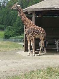 View of an animal in zoo