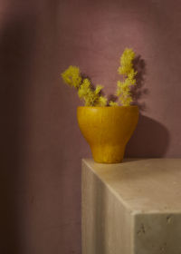 Close-up of yellow potted plant against wall