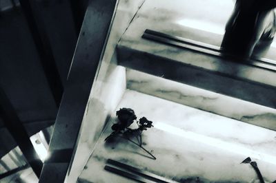 High angle view of insect on staircase
