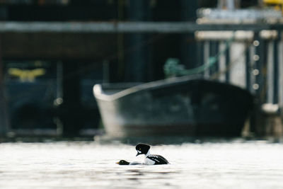 Rear view of man on bird