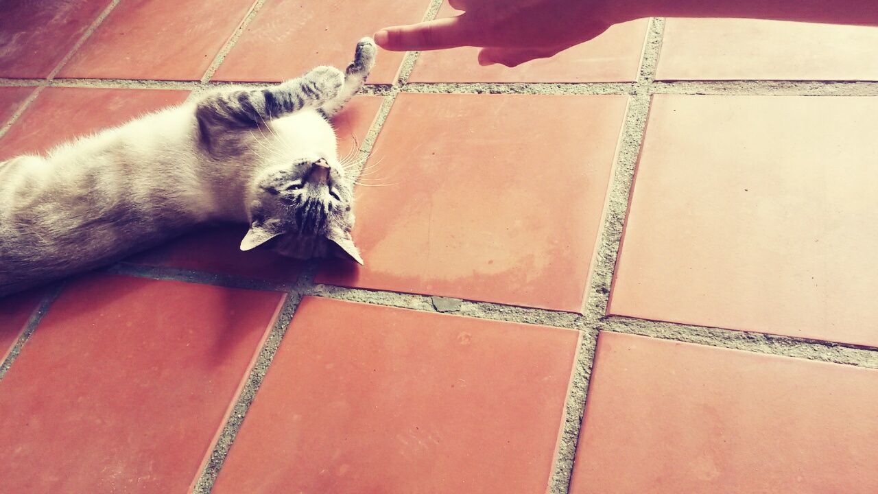 CLOSE-UP OF CAT SITTING ON GROUND