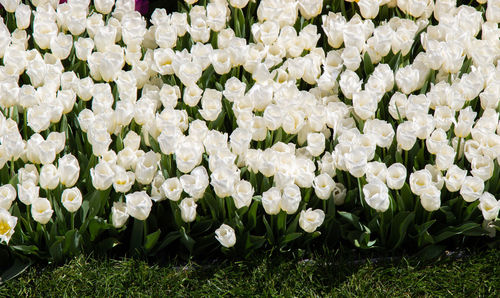 High angle view of white flowering plants on field