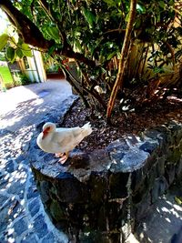 High angle view of bird perching on rock