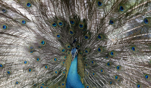 Full frame shot of peacock feathers