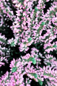 Close-up of plants