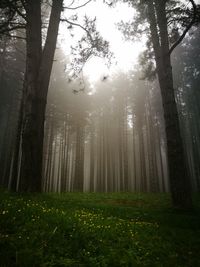 Trees in forest