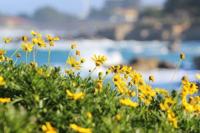 Close-up of yellow flowering plants on field