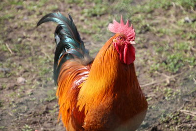 Close-up of rooster in farm