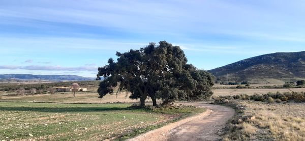 Trees on field against sky