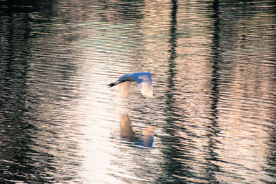 View of bird in water