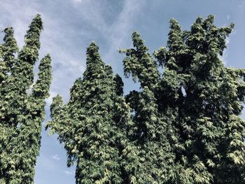 Low angle view of trees against sky