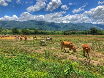 Horses in a field
