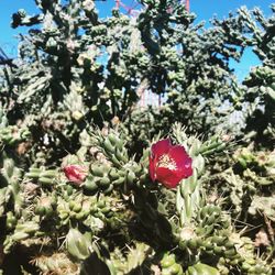 Close-up of flowers blooming on tree