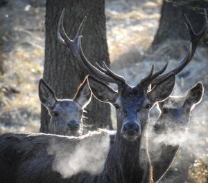 Deer on a field