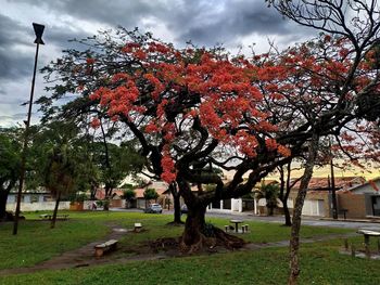 Trees and plants in park during autumn