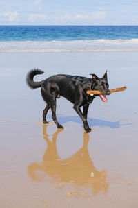 Dog standing on beach with stick