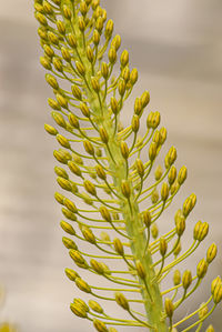 Close-up of fresh yellow plant