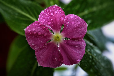 Close-up of pink flowers