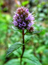 Close-up of purple flowering plant