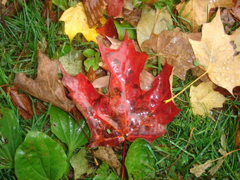 High angle view of autumn leaves on grass