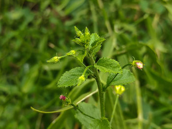 Close-up of flowering plant