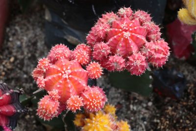 Close-up of red flowering plant by sea