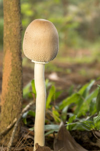 Close-up of mushroom growing on field