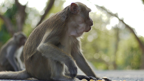 Monkey eating potato chips in a reserved park thailand