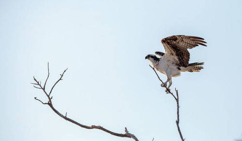 Low angle view of eagle flying against sky