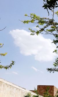 Low angle view of tree against sky