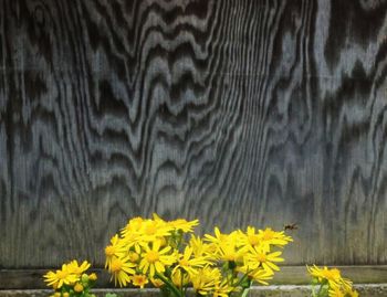 Close-up of yellow flowers