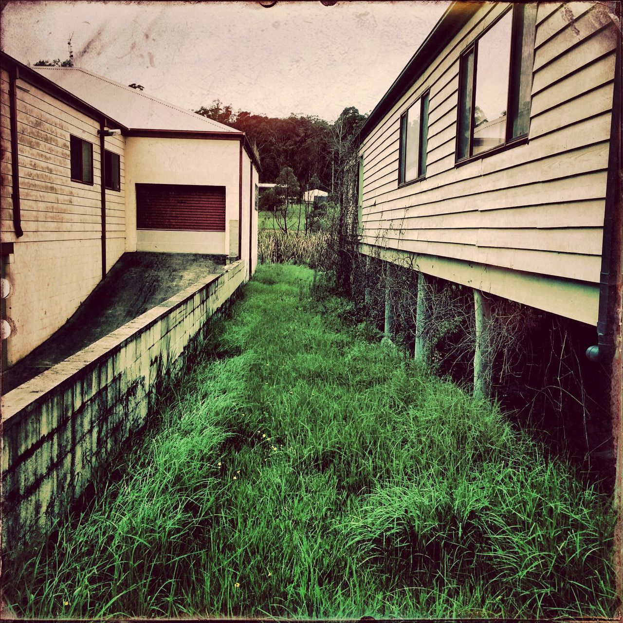 building exterior, architecture, built structure, house, residential structure, window, residential building, plant, grass, building, green color, day, growth, outdoors, tree, no people, nature, abandoned, wall - building feature, ivy