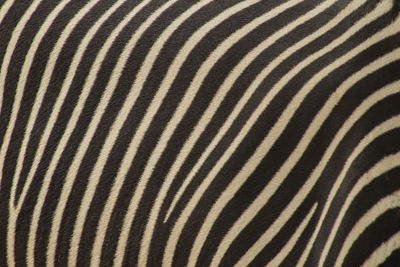 Full frame shot of zebra