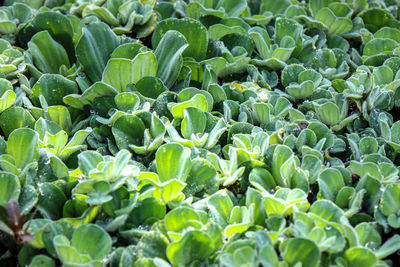 Full frame shot of fresh green plants