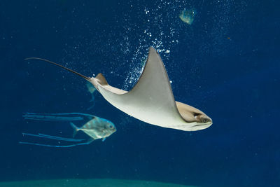 Close-up of fish swimming in sea