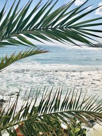 Palm tree by sea against sky