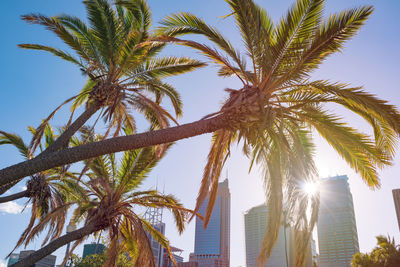 Low angle view of coconut palm tree against sky