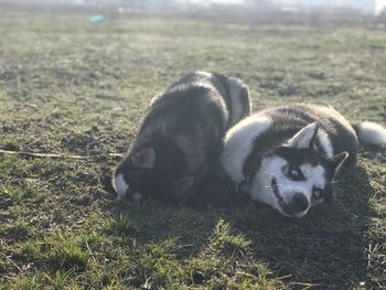 Two dogs on field