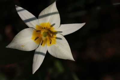 Close-up of white flower