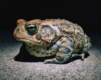 Close-up of frog 