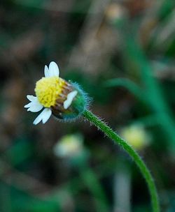 Close-up of honey bee on flower