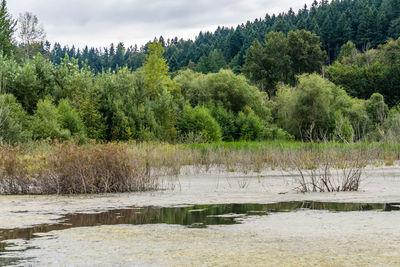 Scenic view of lake against trees in forest