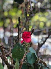 Close-up of red flower blooming on tree