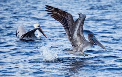 Bird flying over sea