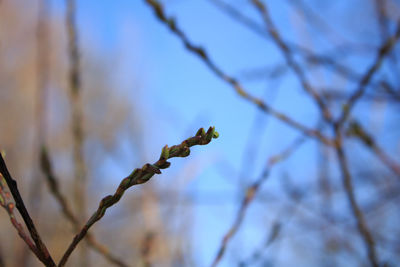 Low angle view of bare tree leaves against sky